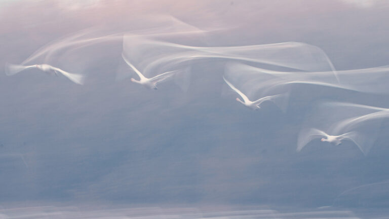 Shu Qing - The-fairy-came-down-to-the-world-4